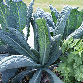 Organic Cavelnero 200g