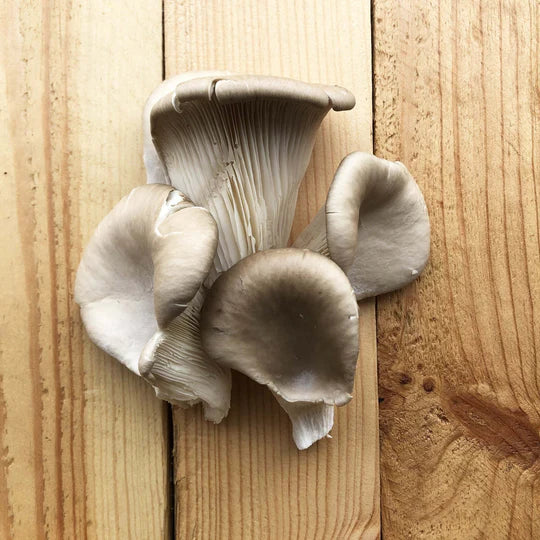 Organic Oyster Mushrooms 125g